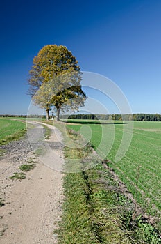 God`s torture under big lime-tree, Czech Republic