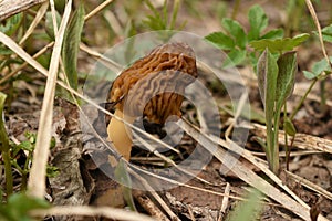 Morel mushroom surrounded by green plants photo