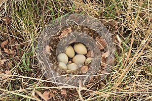 Wild duck eggs in nest with down photo