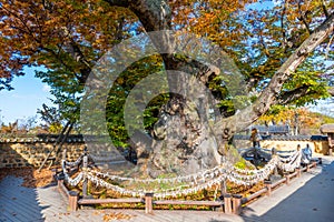 Goddess Samsin inhabited tree t Hahoe Folk Village at Republic of Korea