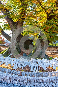 Goddess Samsin inhabited tree t Hahoe Folk Village at Republic of Korea