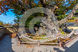 Goddess Samsin inhabited tree t Hahoe Folk Village at Republic of Korea