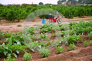 Godella Valencia field smallholding traditional agriculture