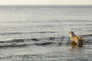 Goden Retriever bathing on the beach