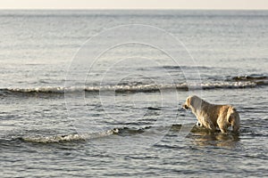 Goden Retriever bathing on the beach