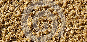Goden sea sand texture background