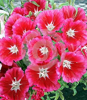 Godetia blooms photo