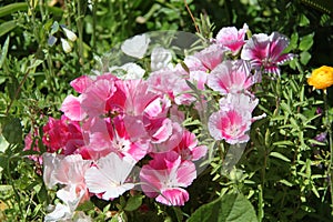 Godetia Clarkia Pink White Flowers photo