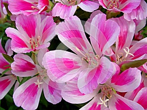 Godetia flowers background photo
