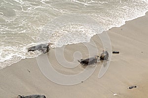 Godrevy Point seals