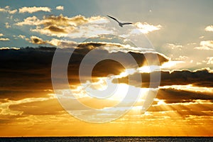 Gods Light, Gods Flight