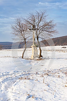 Gods tortue near Velka Trna, Tokaj region, Slovakia