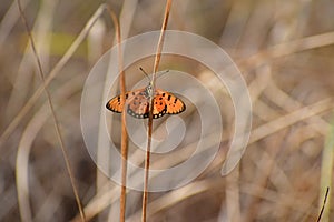 Gods Unbelievable Creation - Butter Fly