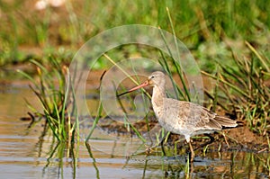 Godwit fishing photo