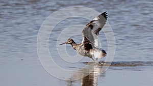 Godwit launching into flight from shallow water