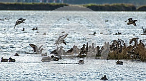 Godwits and Asian Teals among other seabirds