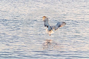 Goeland in flight over water