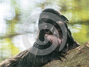 Goeldi`s marmoset or Goeldi`s monkey on a tree