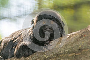 Goeldi`s marmoset or Goeldi`s monkey on a tree