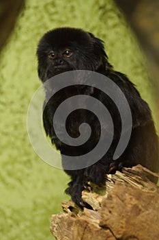 Goeldi's Monkey - Callimico goeldii