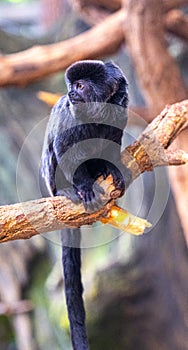 Goeldiâ€˜s marmoset or Goeldiâ€˜s monkey Callimico goeldii, adult