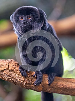 Goeldiâ€˜s marmoset or Goeldiâ€˜s monkey Callimico goeldii, adult