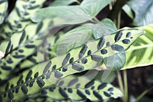 Goeppertia insignis, the rattlesnake plant,