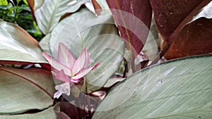 Goeppertia loeseneri (Calathea loeseneri) with White Pink Bloom: Plant, Silver Green Upper Leaves, Reddish Purple Undersides photo