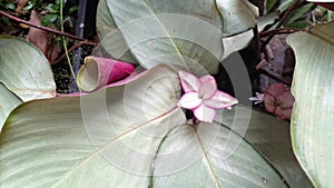 Goeppertia loeseneri (Calathea loeseneri) Pink Bloom Exotic Plant, Silver Green Upper Leaves, Reddish Purple Undersides photo