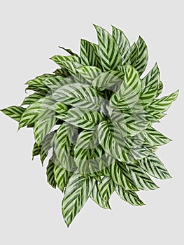 Goeppertia mirabilis \'Freddie\' leaves