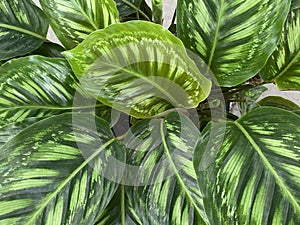 Goeppertia veitchiana \'Flamestar\' leaves