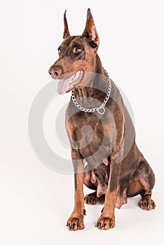 Goergous pet dog sitting in front of white background