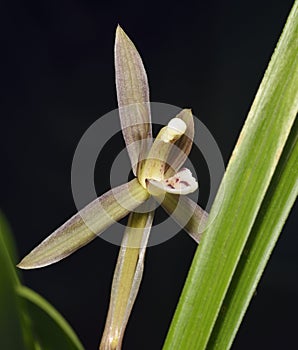 Goerings Cymbidium or Noble Orchid