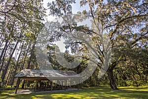 Goethe State Forest in Levy County, Florida