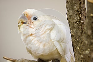 Goffin Cockatoo