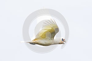 Goffin Cockatoo in flight