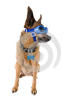 Goggle dog