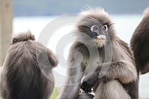 Goggle dusky leaf monkey closeup. Funny Spectacled Langur