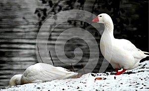 Going for a Gander along the River Flit. photo