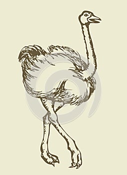 Going ostrich. Vector drawing photo