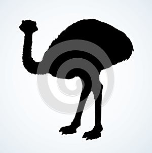 Going ostrich. Vector drawing icon photo