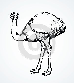 Going ostrich. Vector drawing icon photo