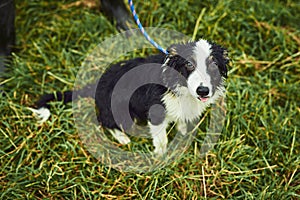 He is going to grow up to be a champion. Portrait of a cute little sheepdog puppy sitting on grass while tied up with a