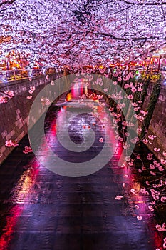 Of going to see cherry blossoms at night Nakameguro Meguro River