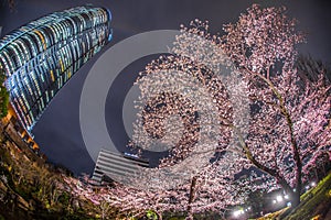 A going to see cherry blossoms at night and Roppongi Hills Mori garden