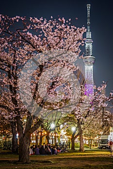 A going to see cherry blossoms at night sightseeing and Tokyo Sky Tree