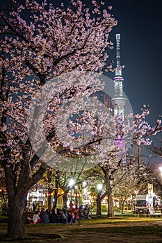 A going to see cherry blossoms at night sightseeing and Tokyo Sky Tree