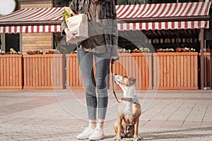 Going to shop for food with trained dog. Young pretty woman with