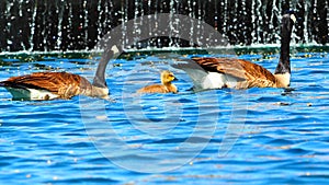 Going To The Spa - water geese waterfall -