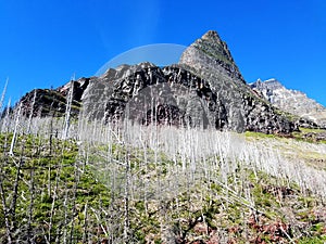 Going-to-the-Sun Mountain rises above burned woodlands